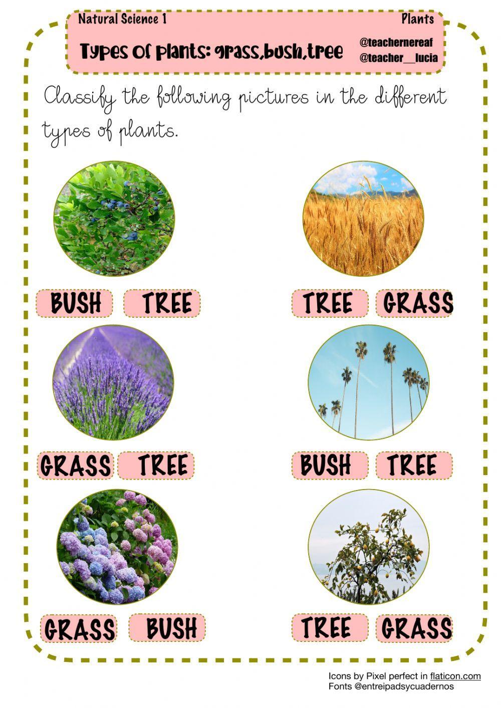 Types of plants Types of plants