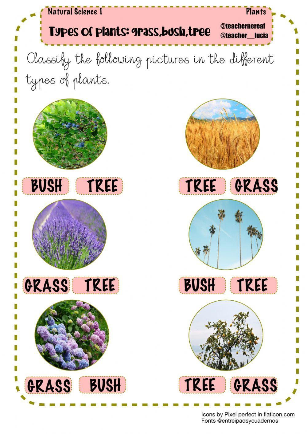 Types of plants