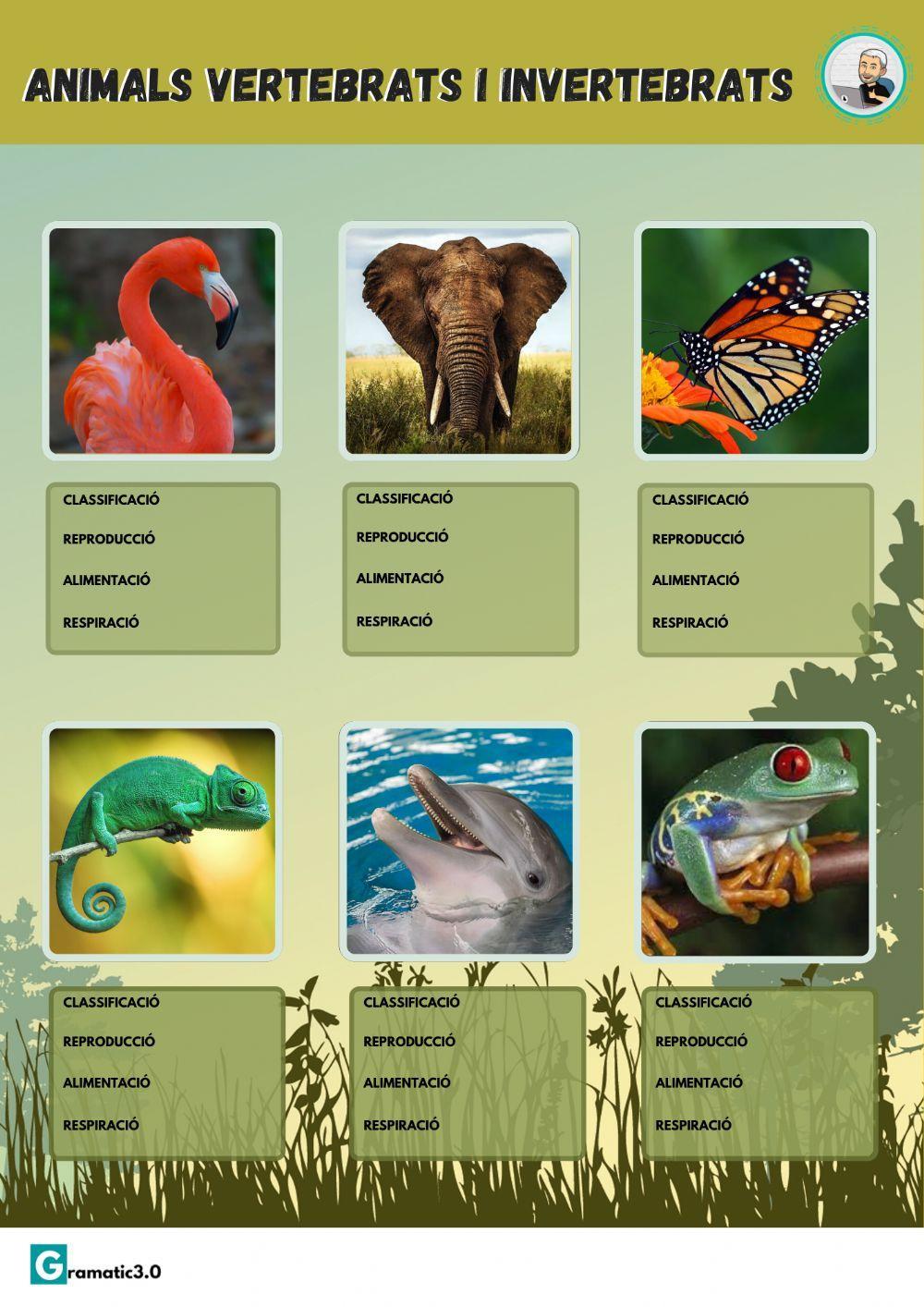Classificació d'animals