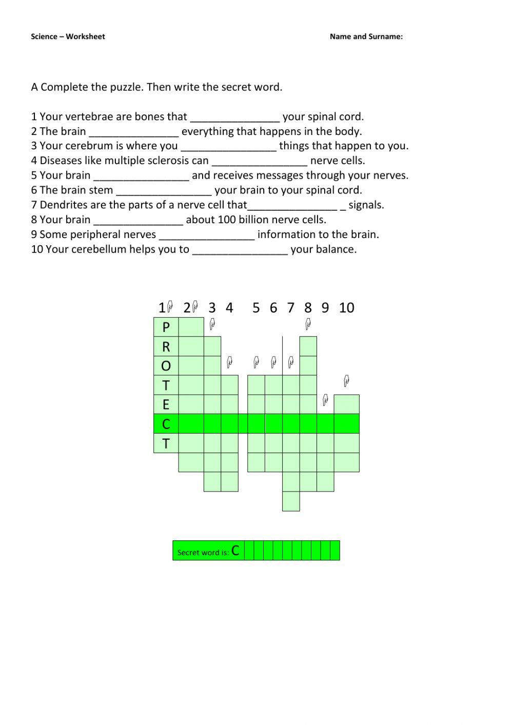 The Brain and the Nerves PUZZLE