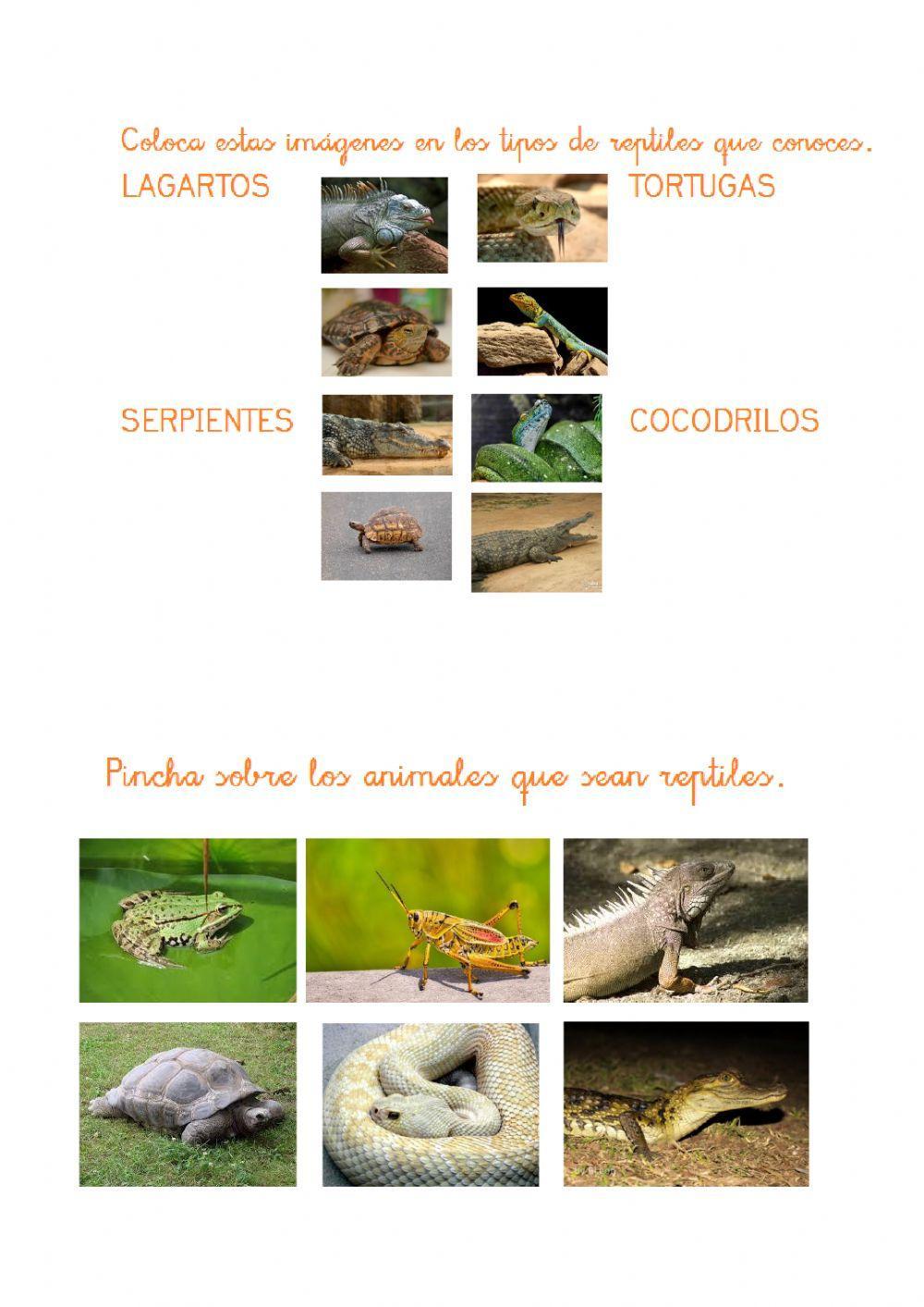 Los reptiles Los reptiles