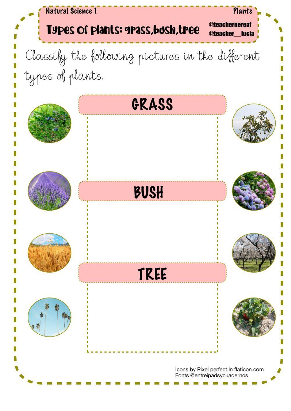 Types of plants: grass,bush,tree