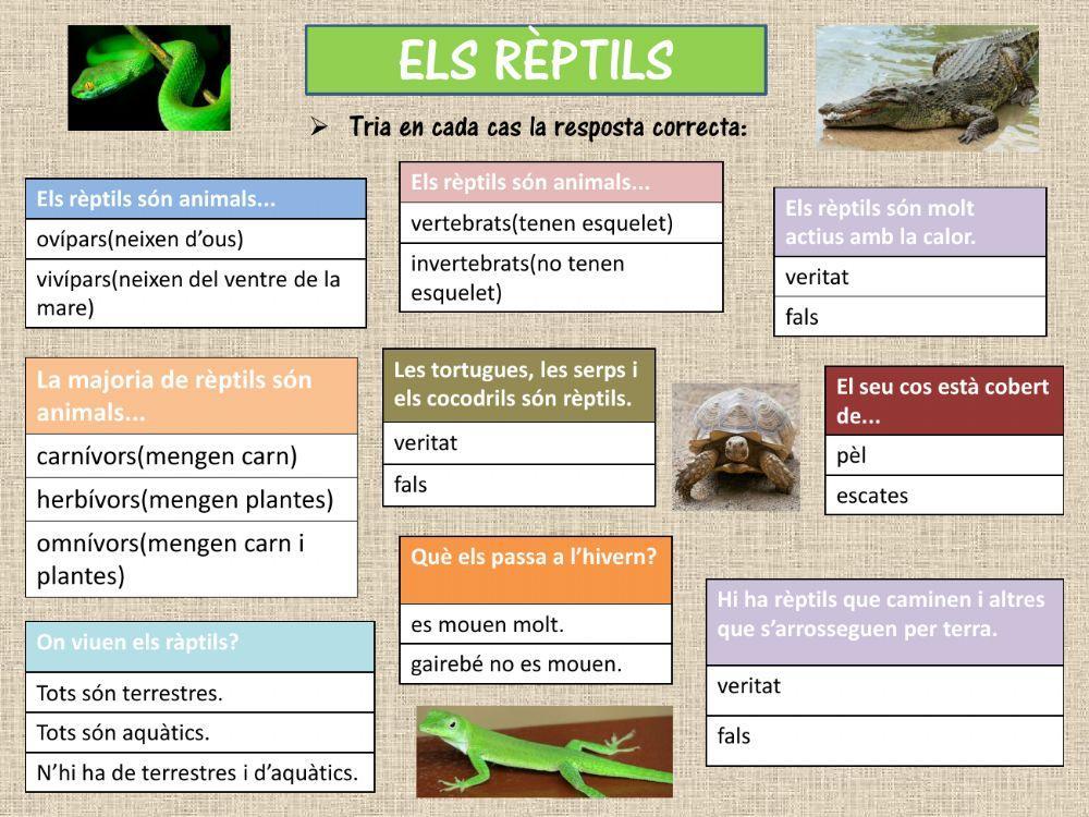 Els rèptils