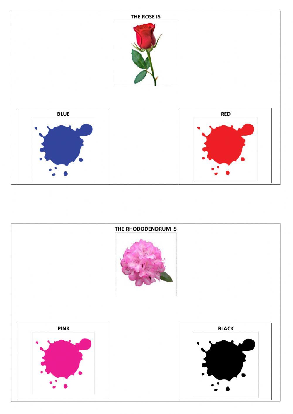 The colours of flowers