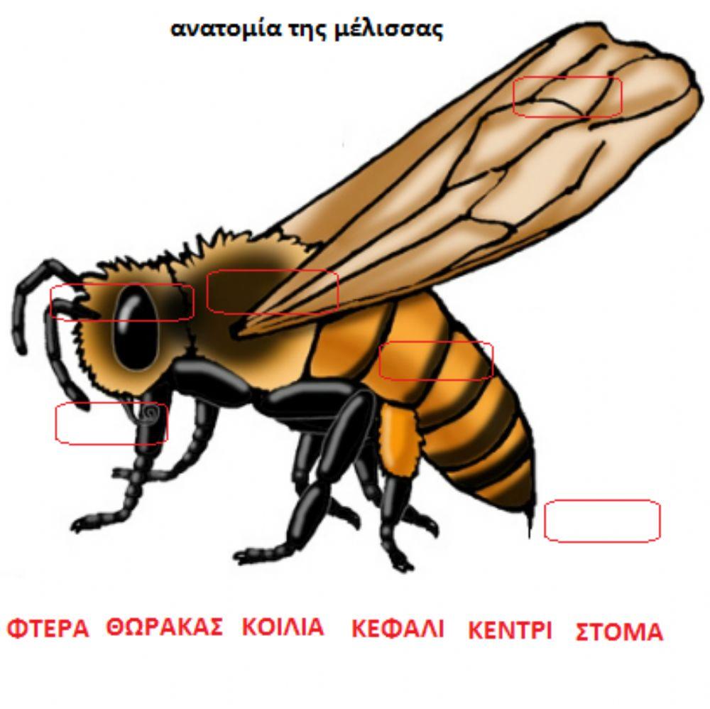 Ανατομία της μέλισσας