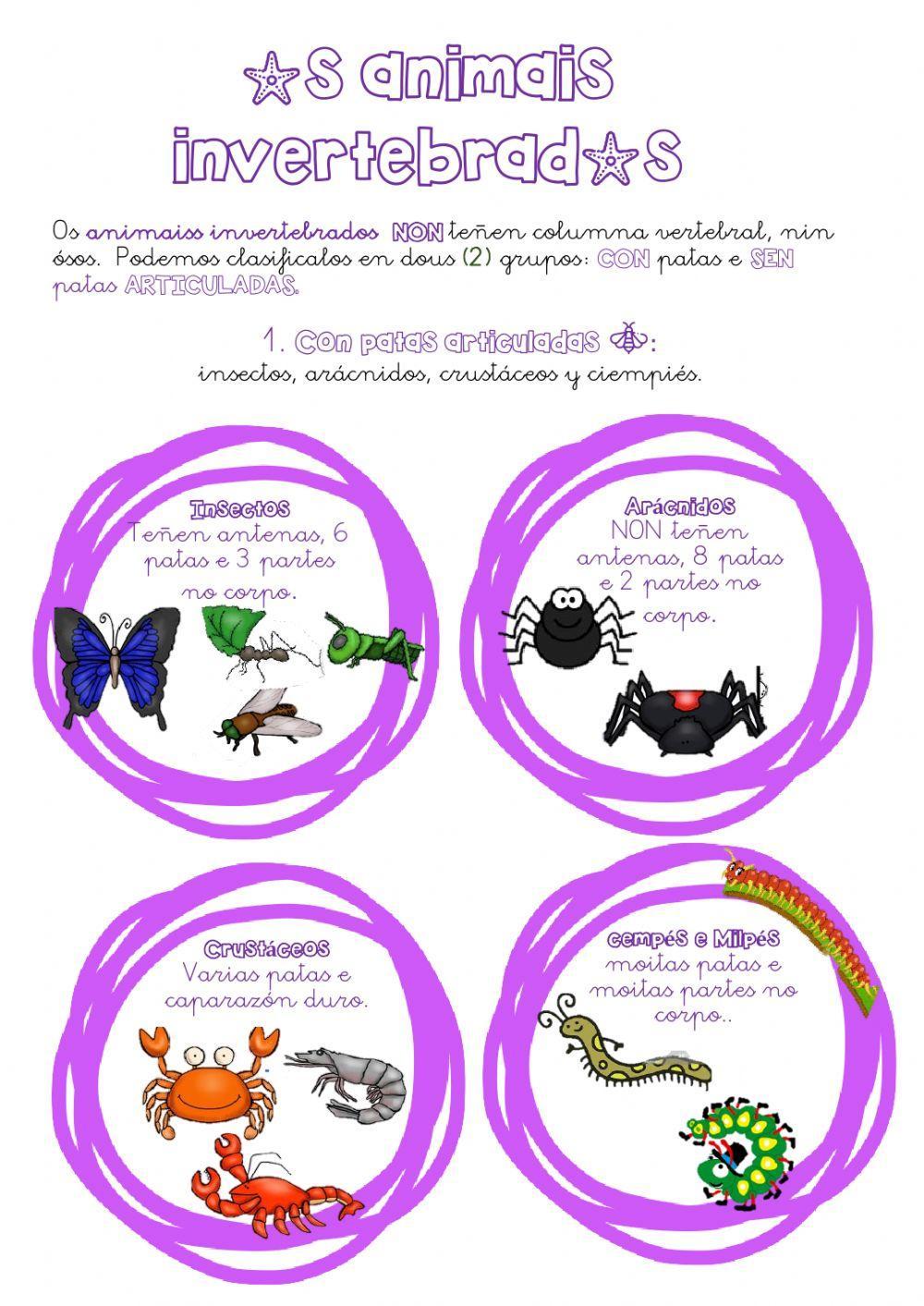 Invertebrados Invertebrados