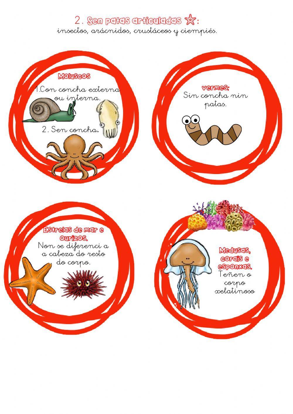 Invertebrados Invertebrados