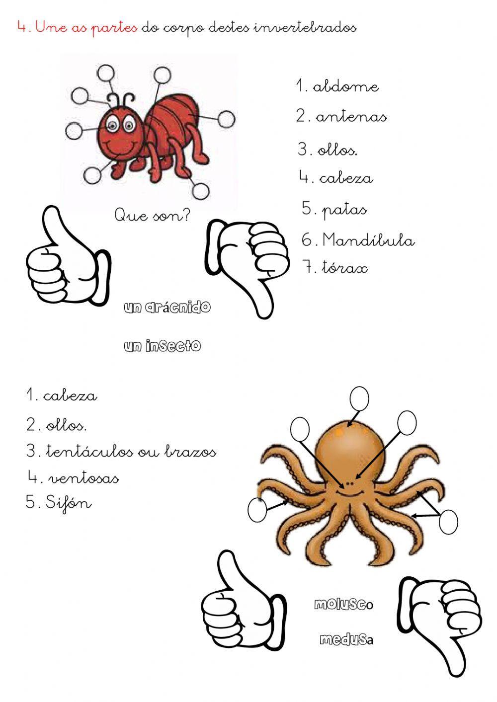 Invertebrados Invertebrados