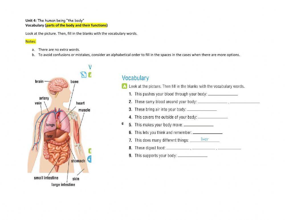 Vocabulary (parts of the body and their functions)