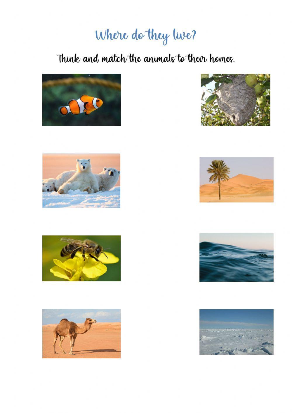 Where do these animals live? Where do these animals live?