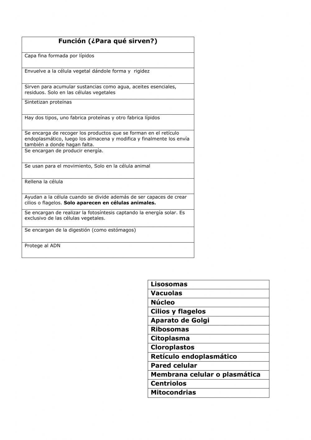 Función orgánulos célula eucariota