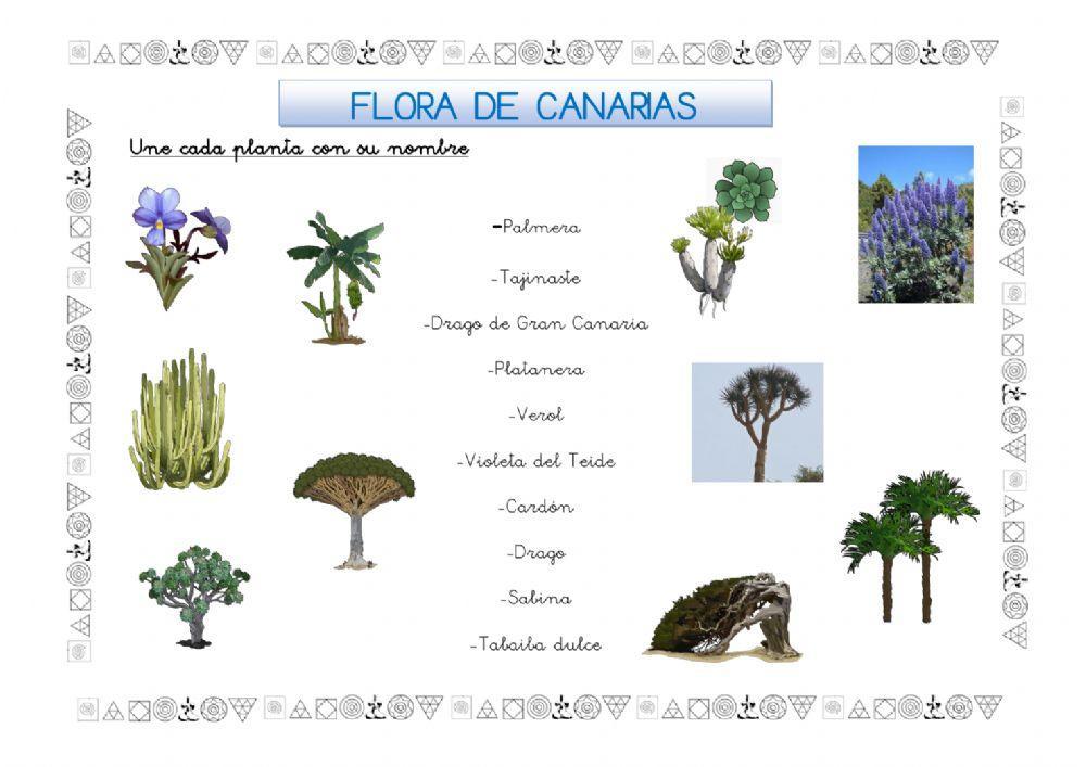 Flora de Canarias
