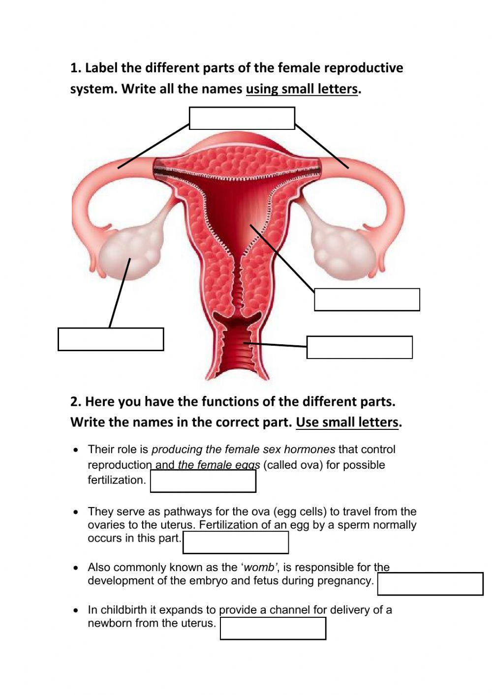 Female reproductive system