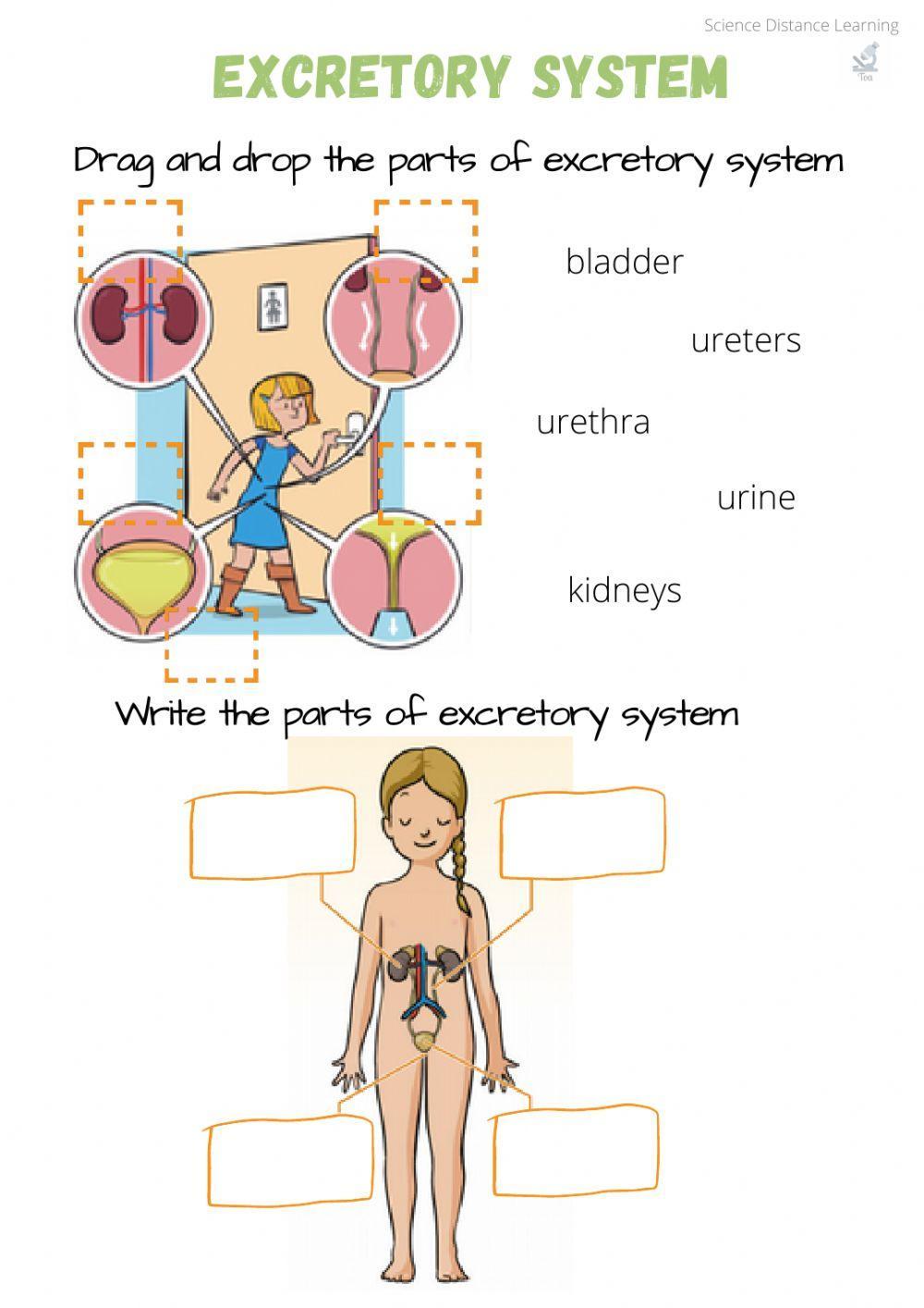 Excretory system