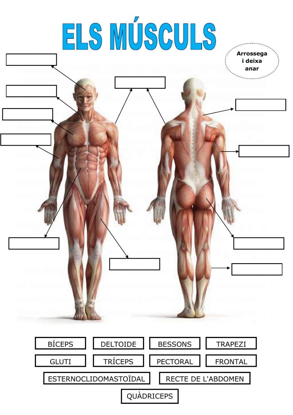 Músculs del cos humà