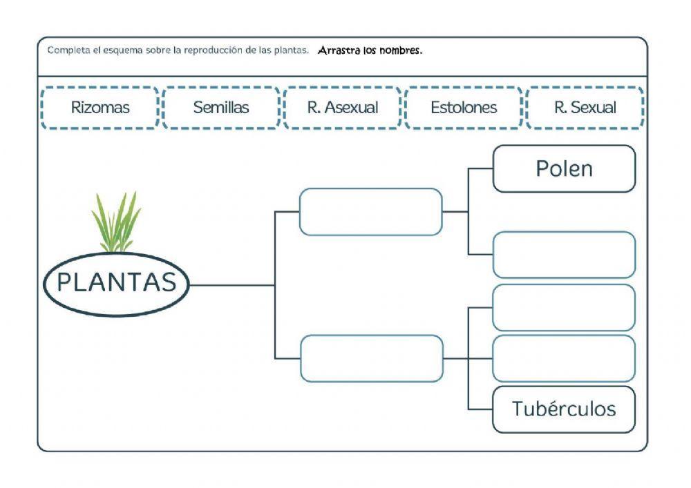 215380 Las Plantas Rociocarames Liveworksheets 215380 Las Plantas Rociocarames Liveworksheets