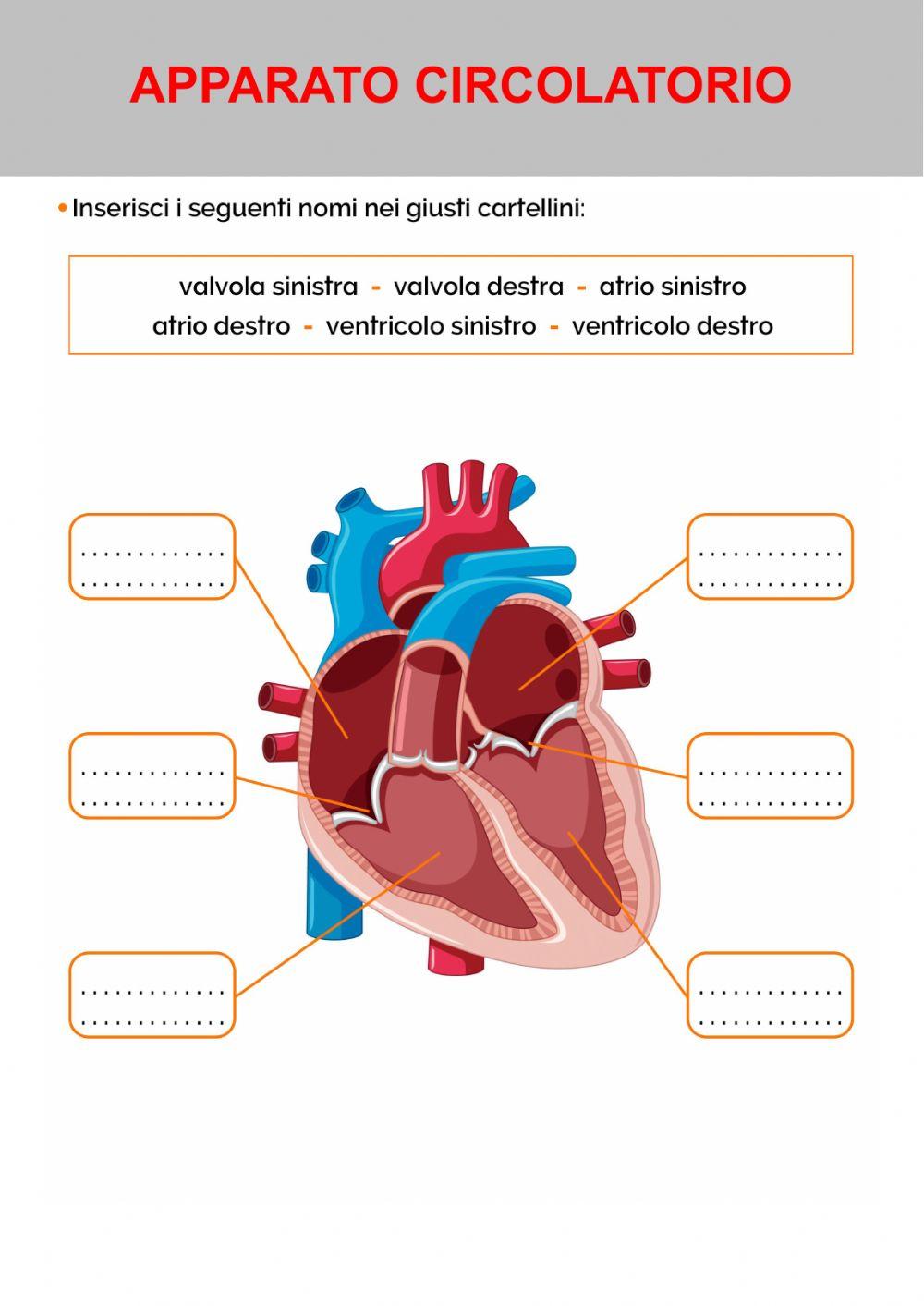 Apparato circolatorio