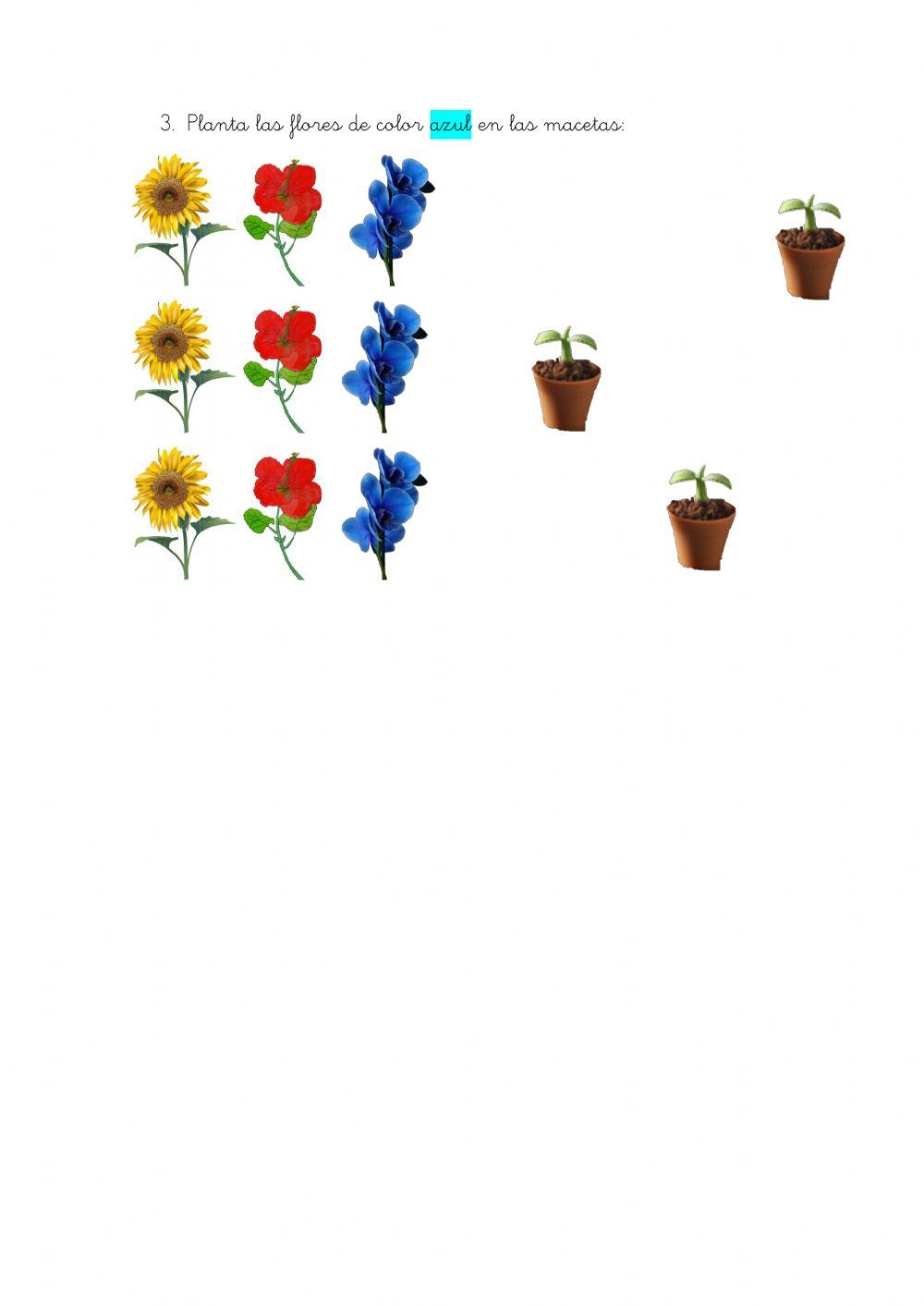Plantar flores de colores