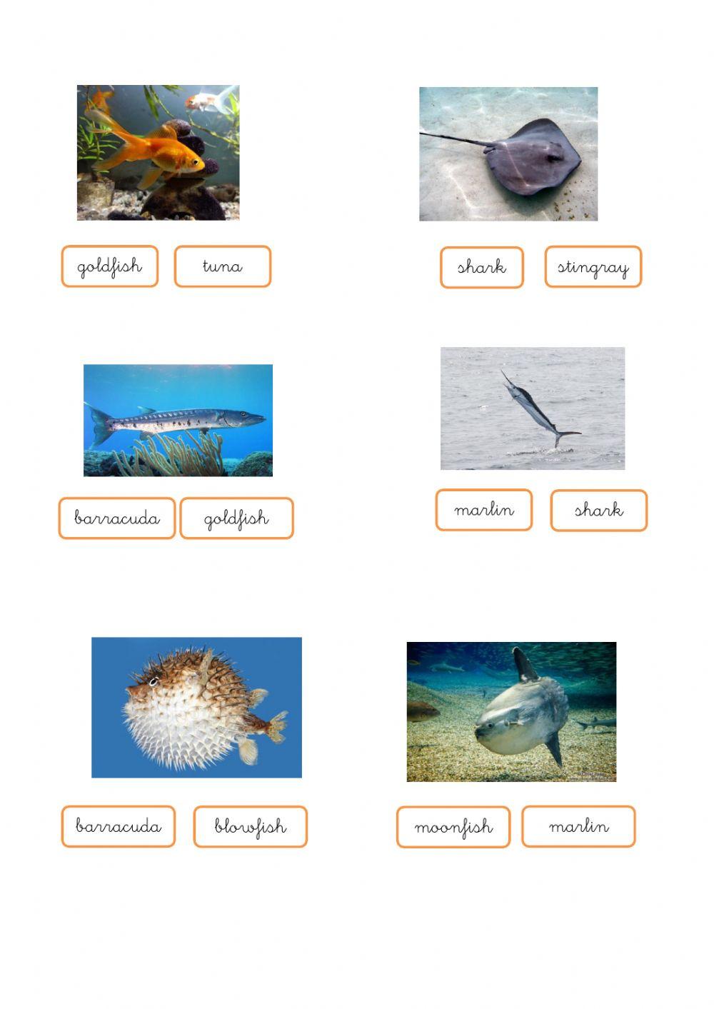 Vocabulary fish