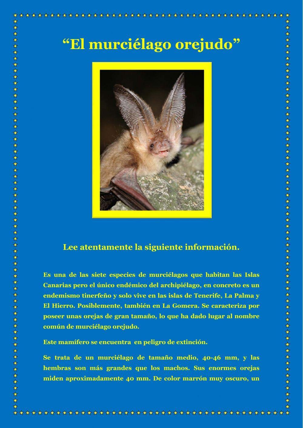 El murciélago orejudo (Canarias)