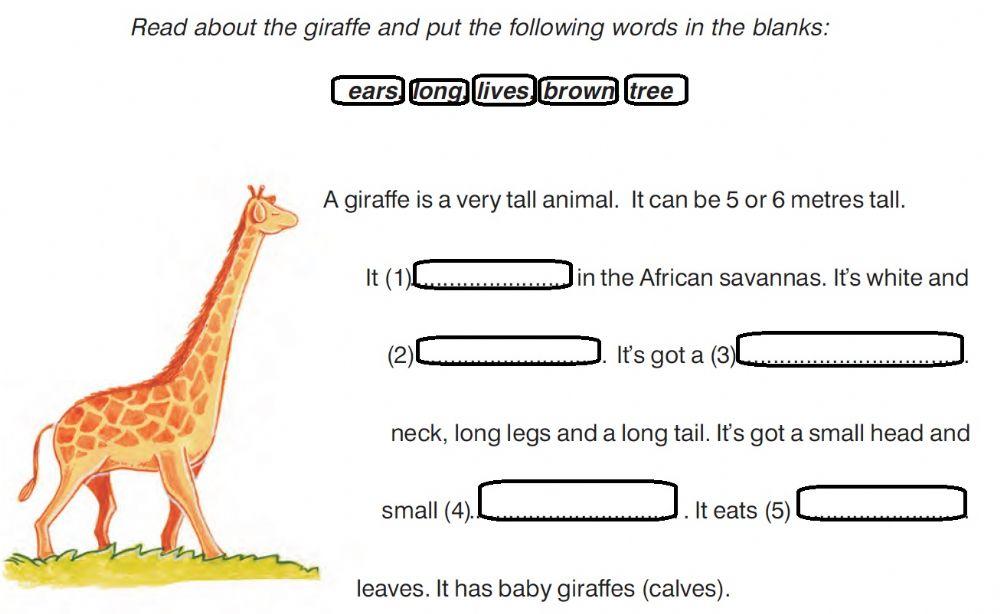 The giraffe