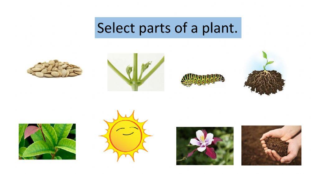Plants Quiz Level 2