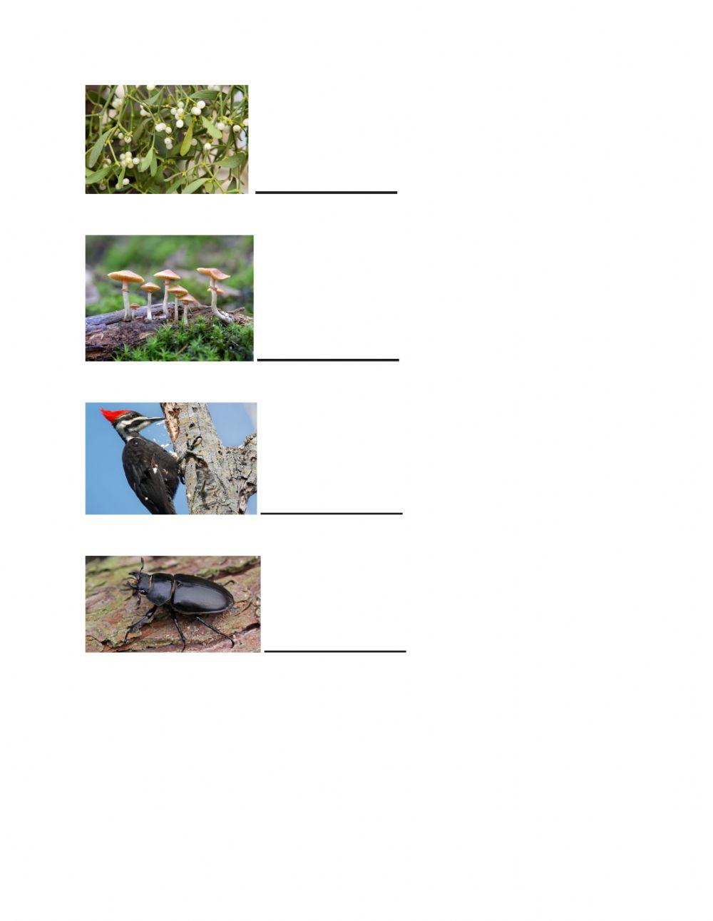 Arboreal animals and plants