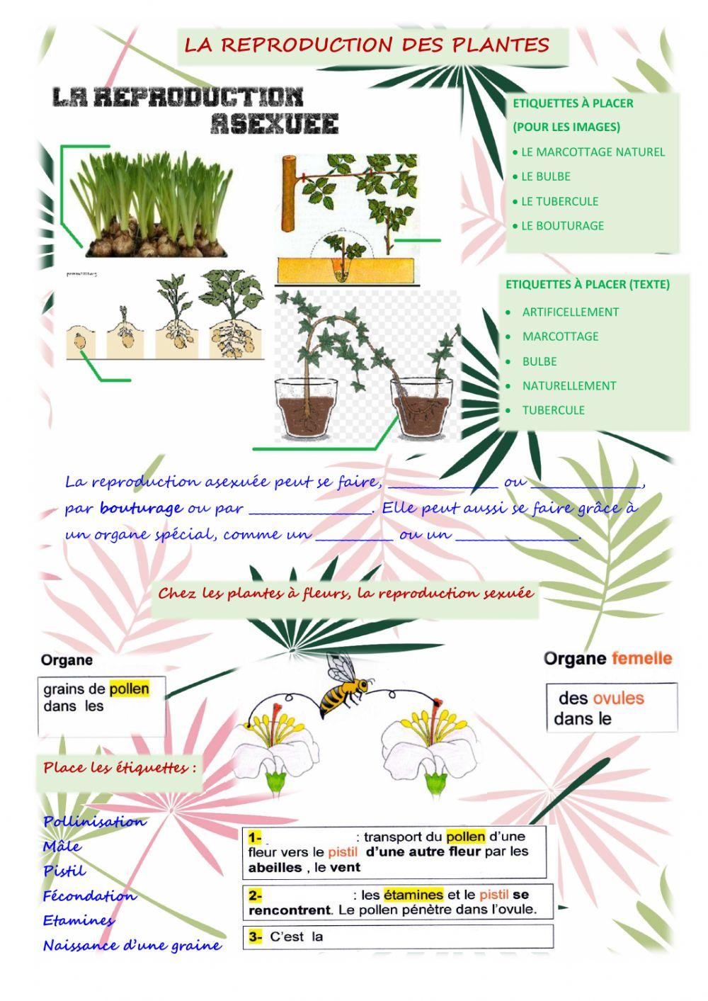 La reproduction des plantes