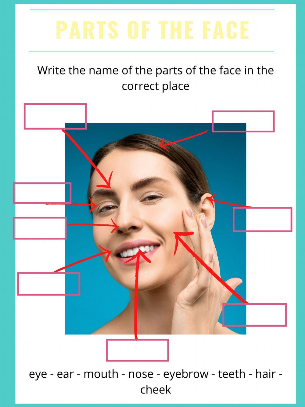 Face Parts Esl Printable English Vocabulary Worksheets