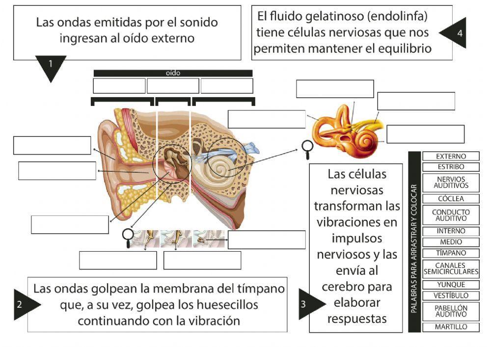 Infografia interactiva del oido