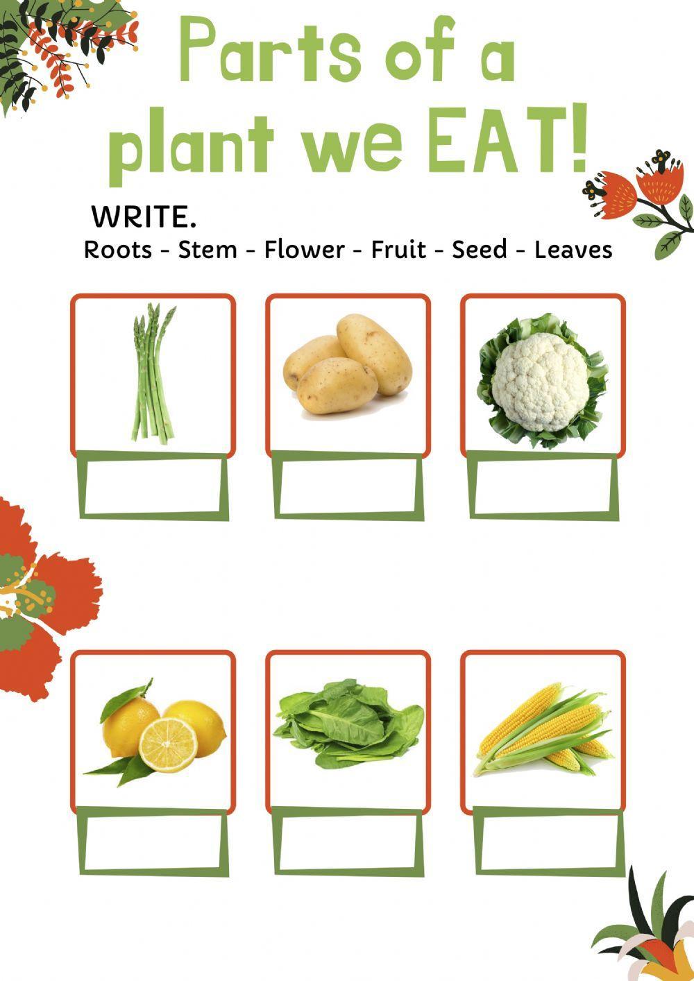 Parts of a plant we eat