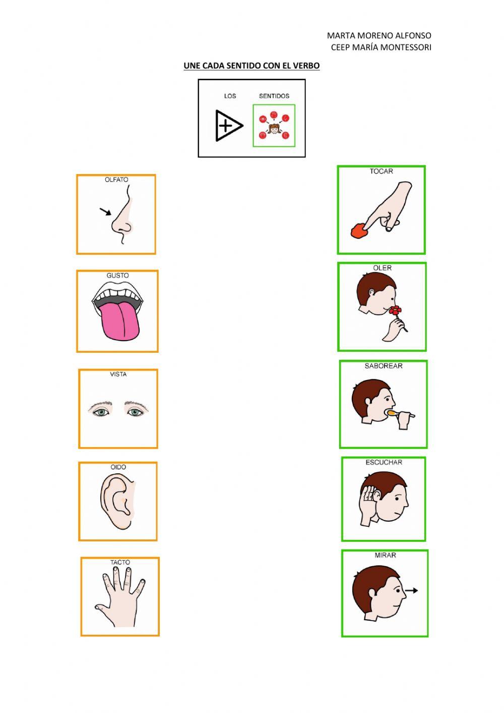 Los sentidos y sus verbos