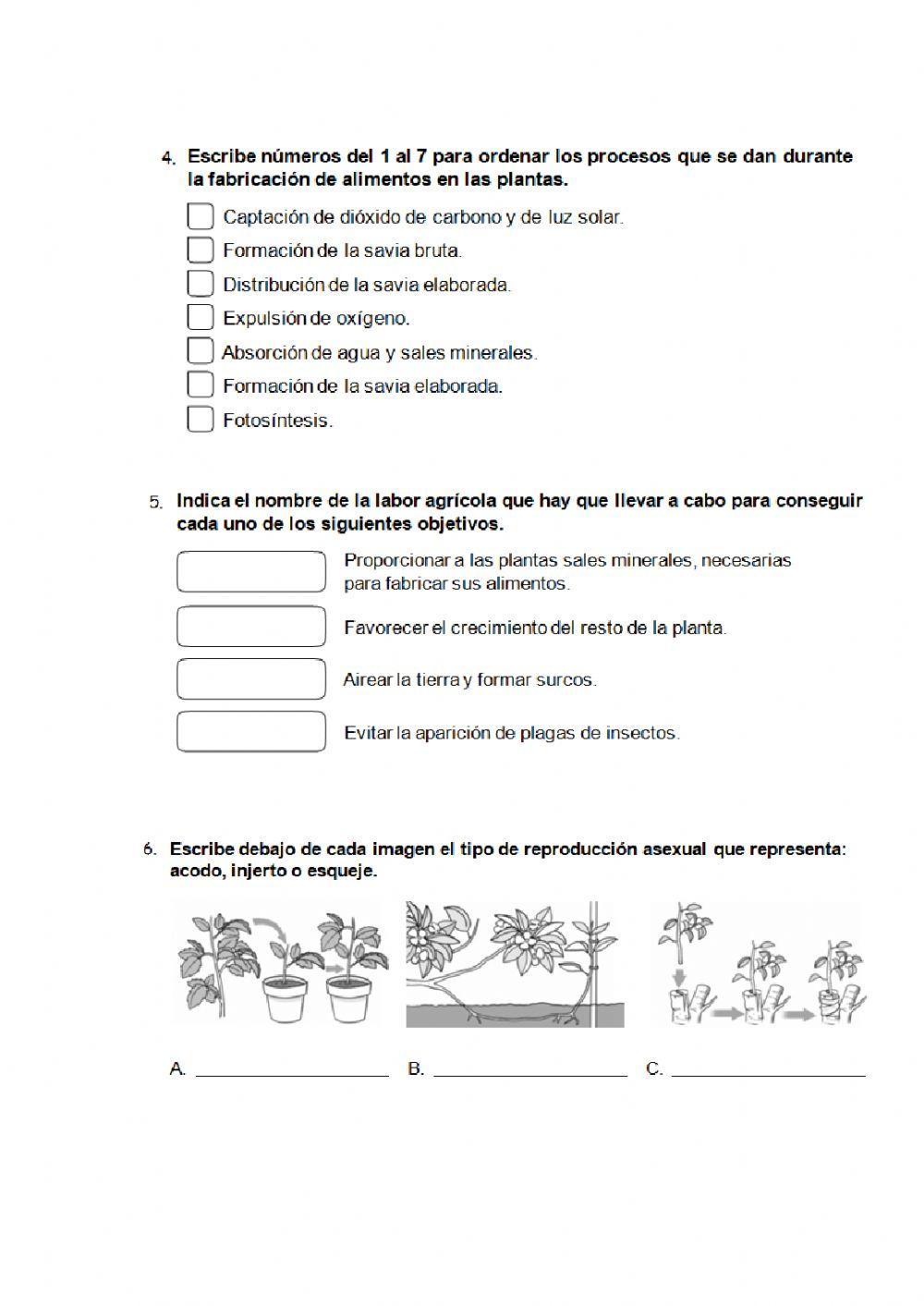 Las plantas