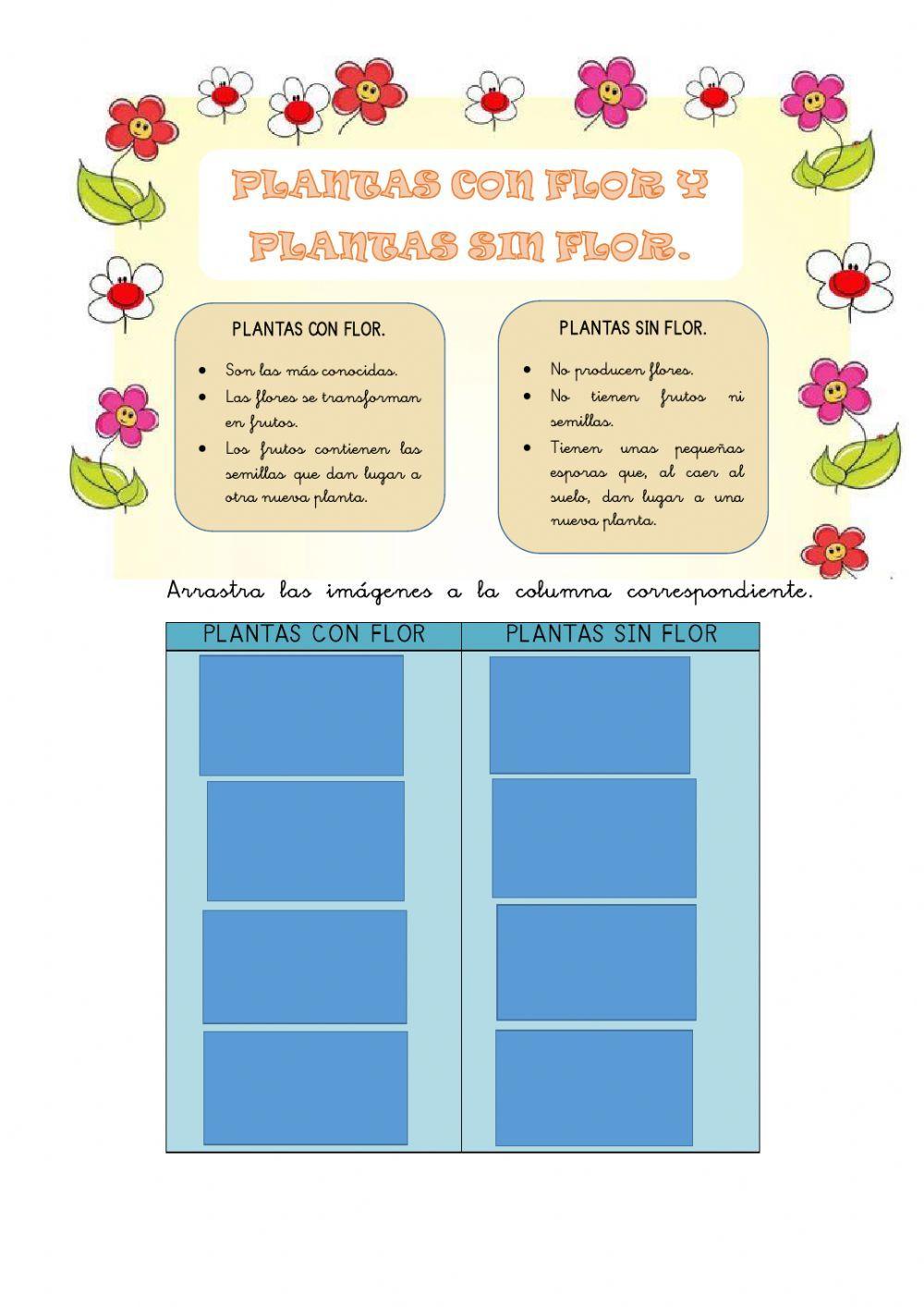 Plantas con flor y plantas sin flor