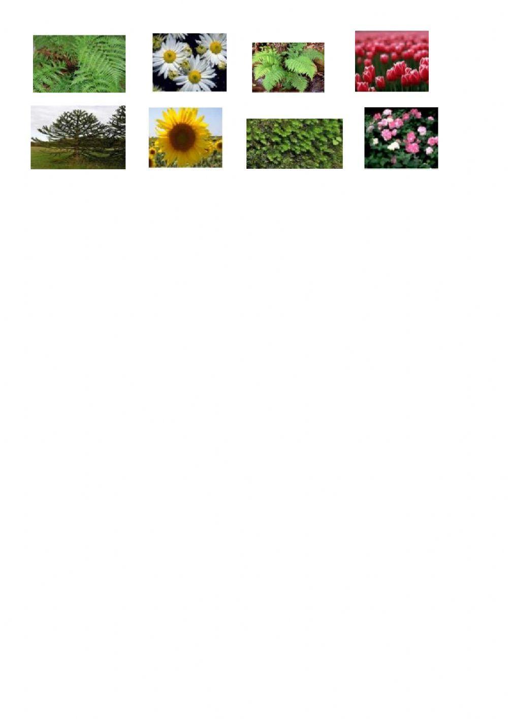 Plantas con flor y plantas sin flor