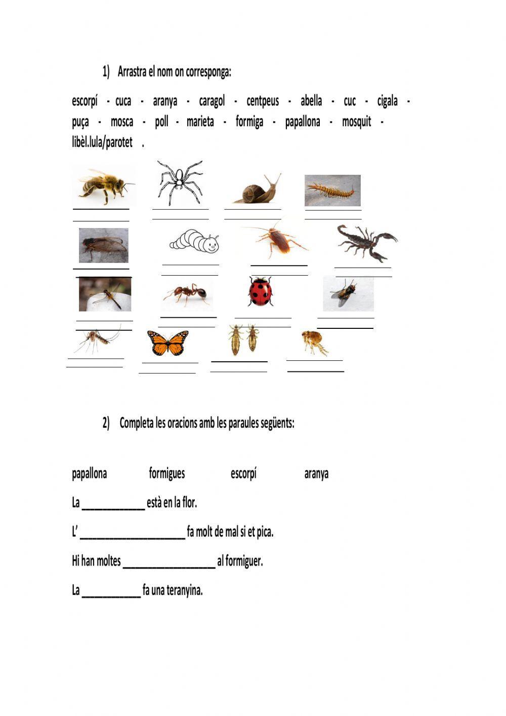 Vocabulari de insectes
