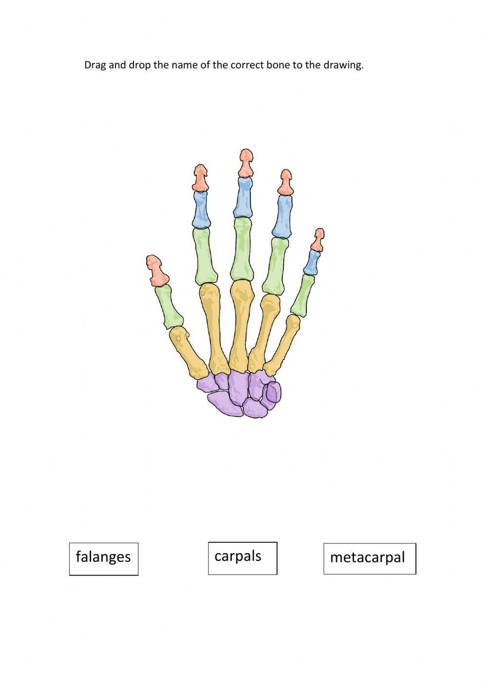 Parts of the hand