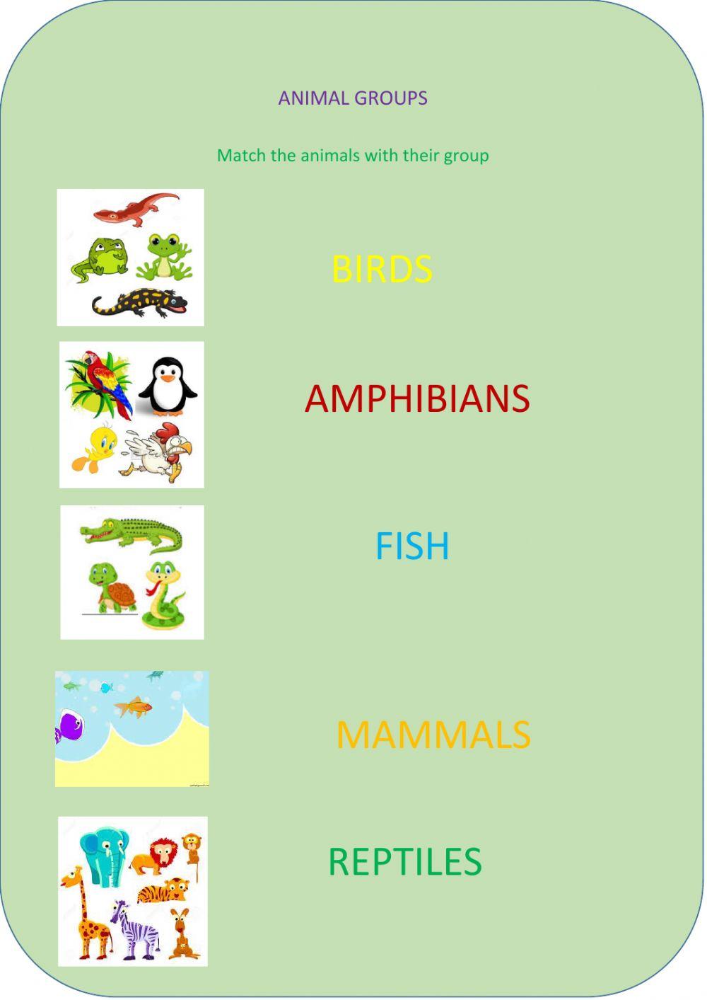 Animal groups matching