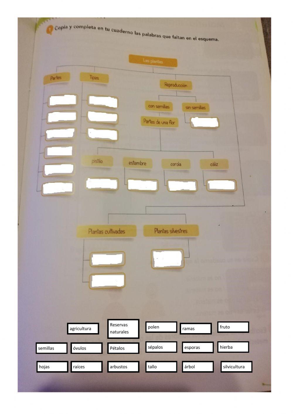 Esquema tema de las plantas