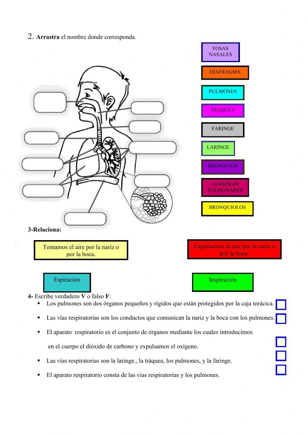 El aparato respiratorio