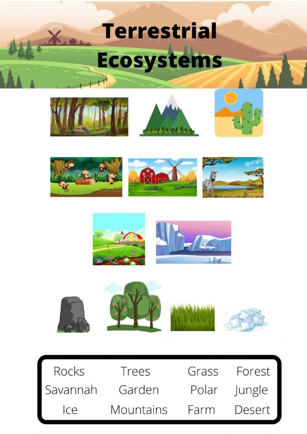 Terrestrial Ecosystem Vocabulary