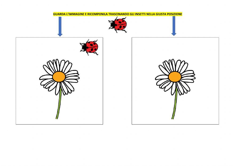 Attenzione visiva: colloca gli insetti sui fiori