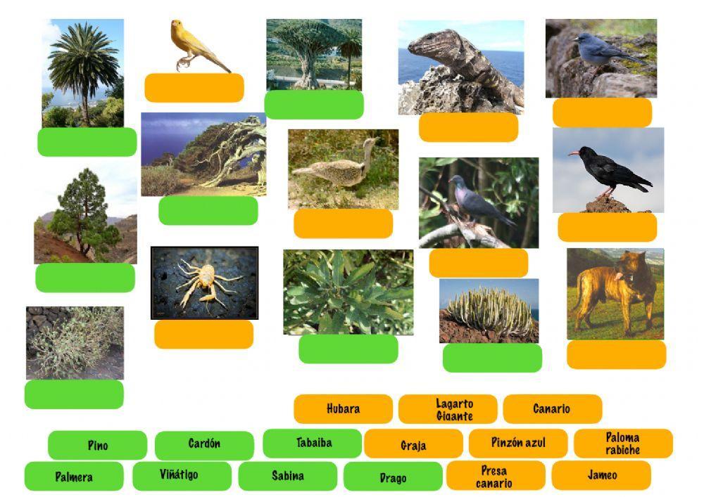Flora y Fauna de Canarias