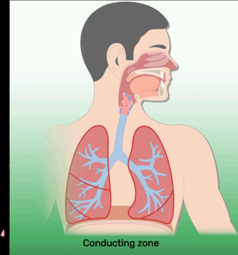 Respiratory system-label