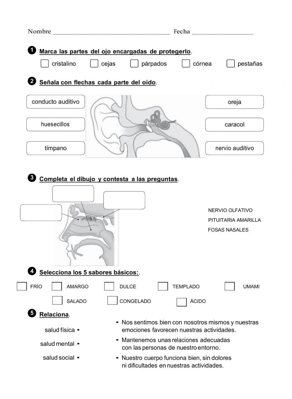 Los sentidos, salud y energía
