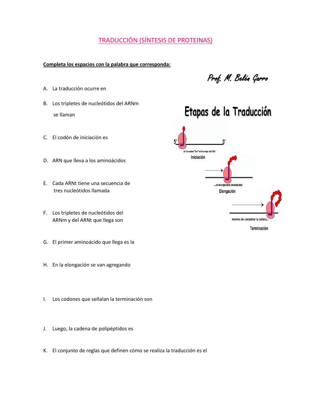 Traducción (síntesis de proteinas)