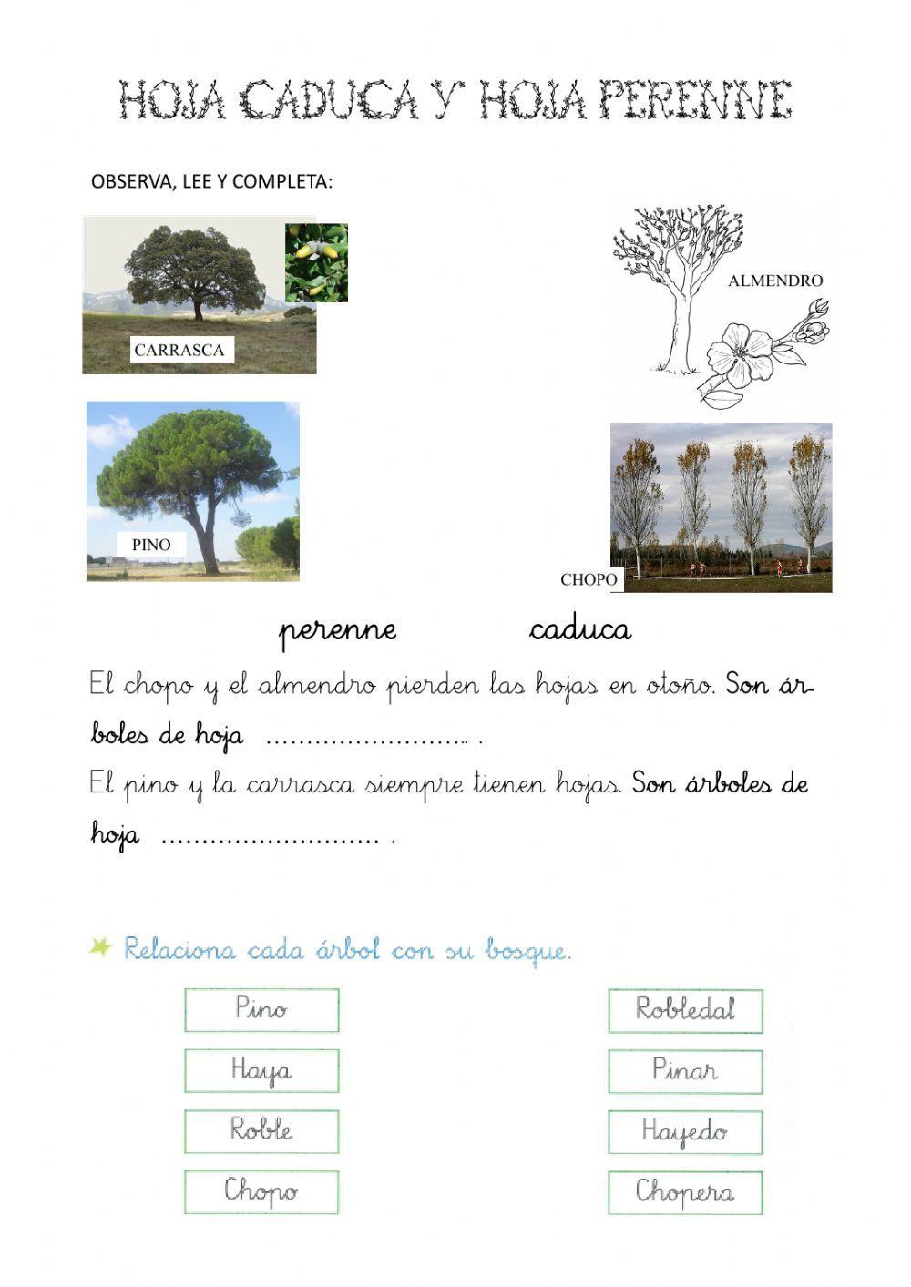 Árboles de hoja caduca y prenne