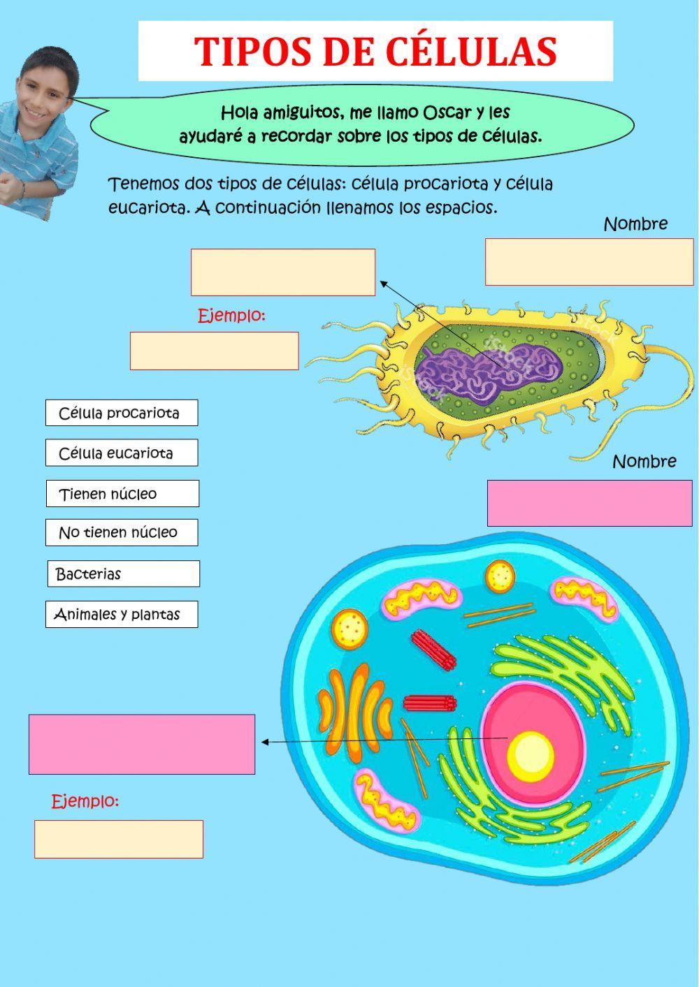 Tipos de células