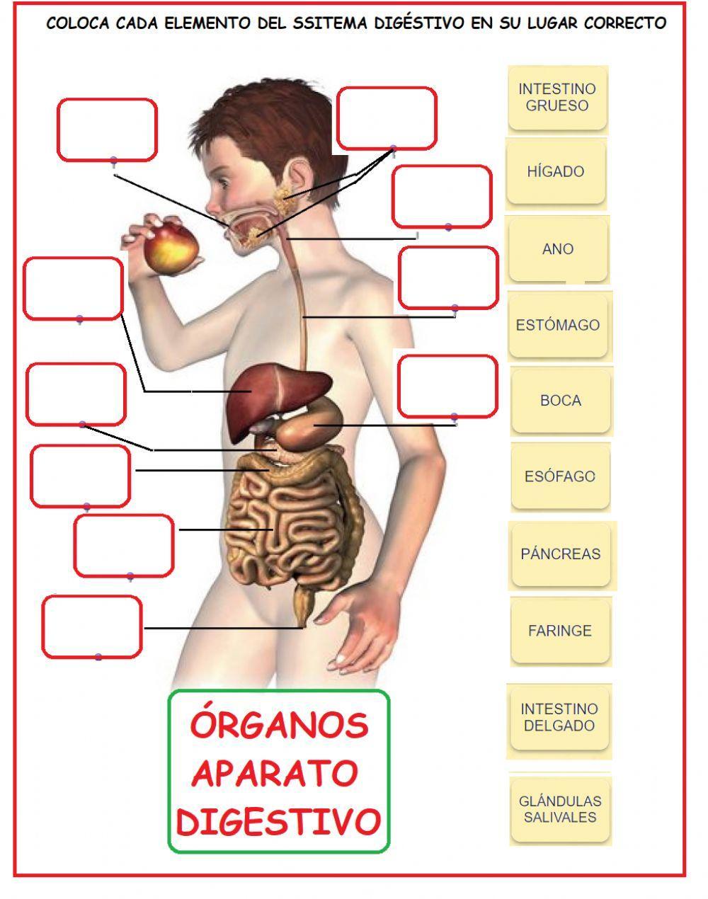 Aparato digestivo Aparato digestivo