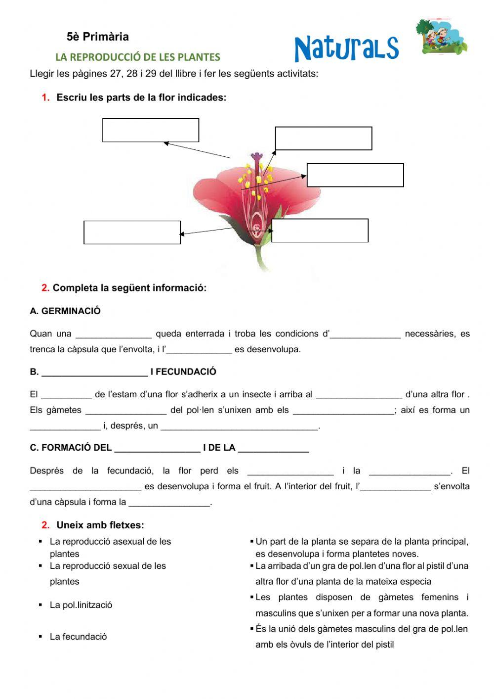 La reproducció de les plantes